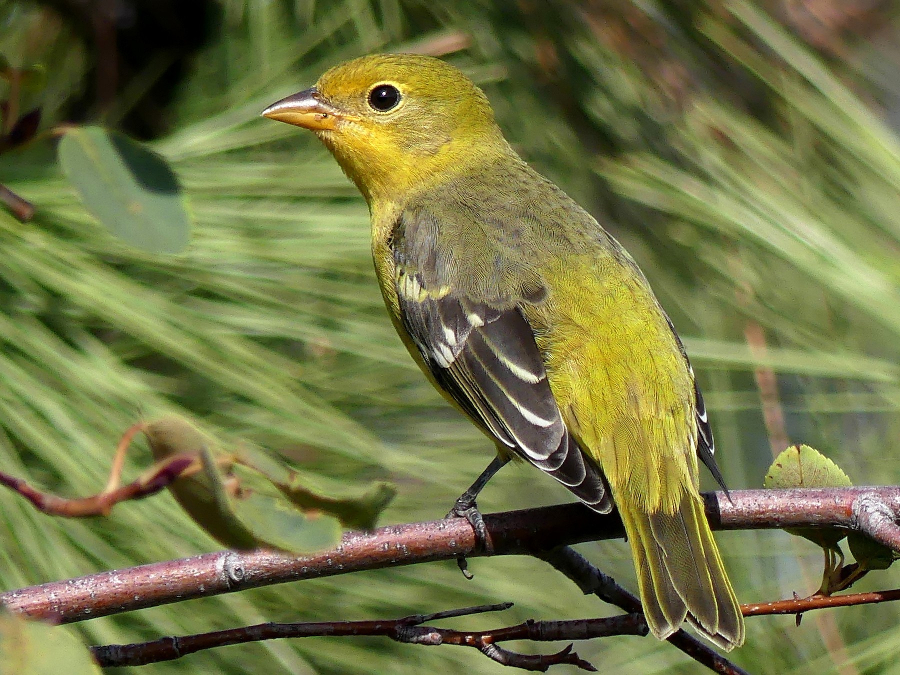 Western Tanager eBird