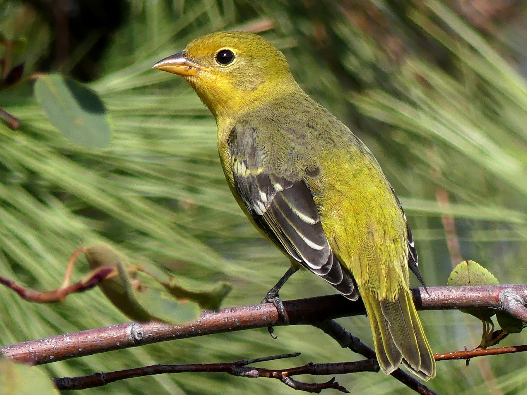 Western Tanager EBird