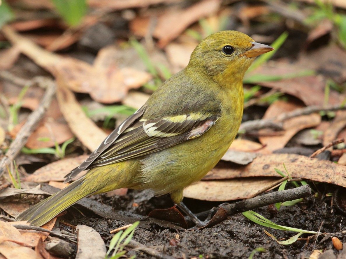 Western Tanager - Aaron Maizlish