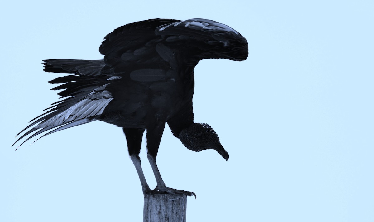 Black Vulture - Eugenio de Jesús Villanueva Franck