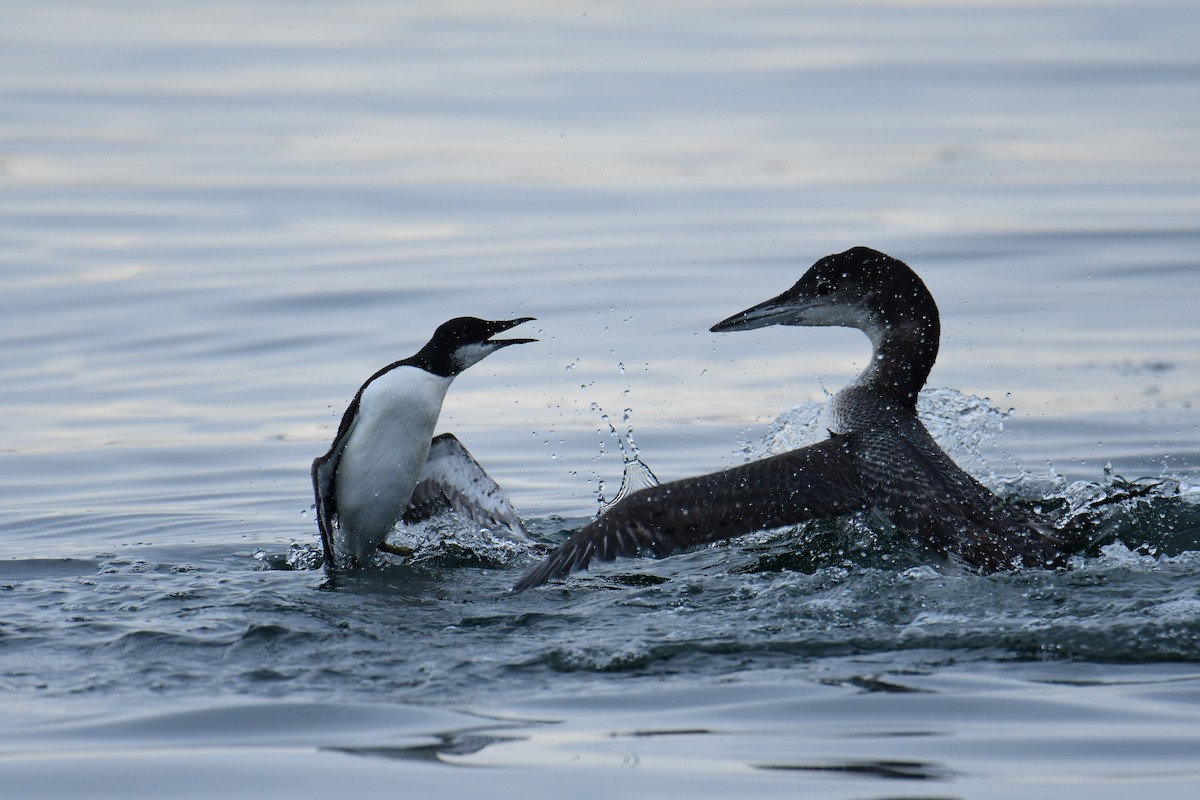 Thick-billed Murre - ML297085401