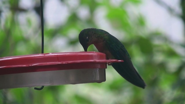 kolibřík modrokřídlý - ML297086871