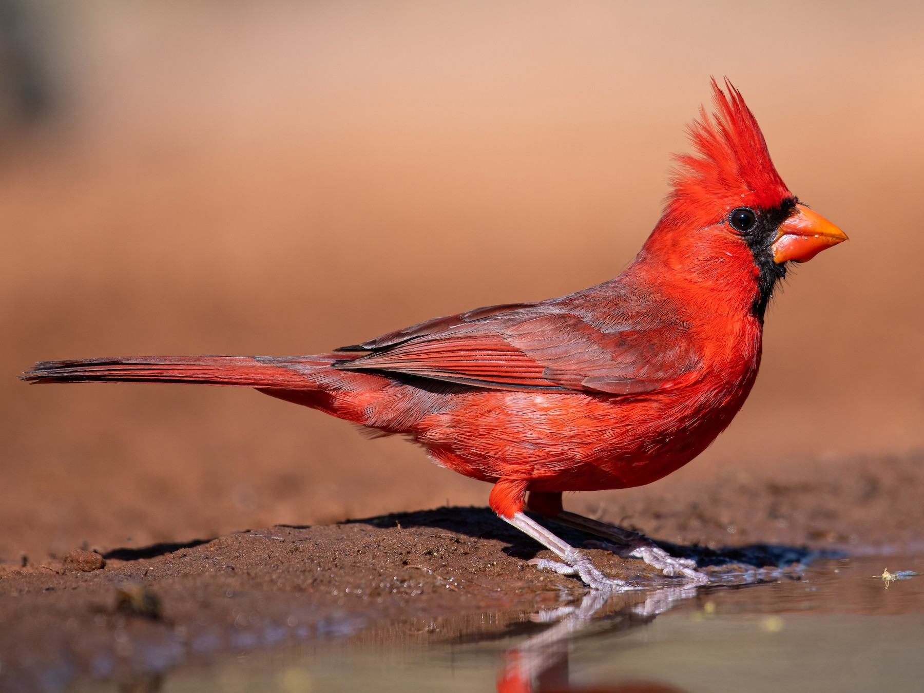 Northern Cardinal - Suzie McCann