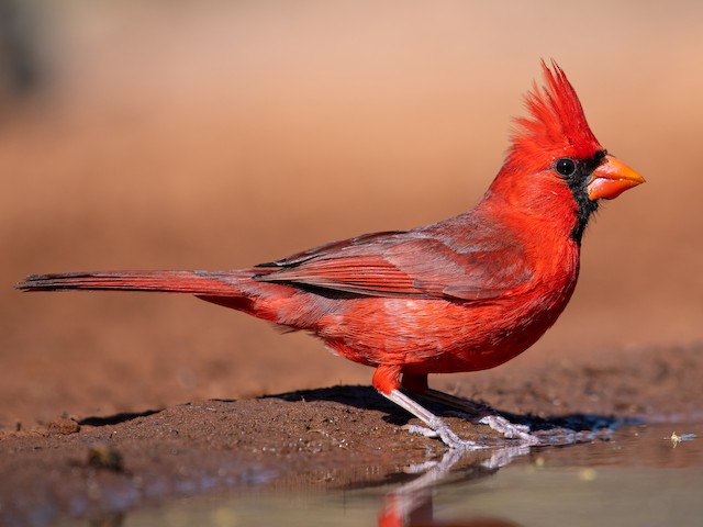 Male - Northern Cardinal - 