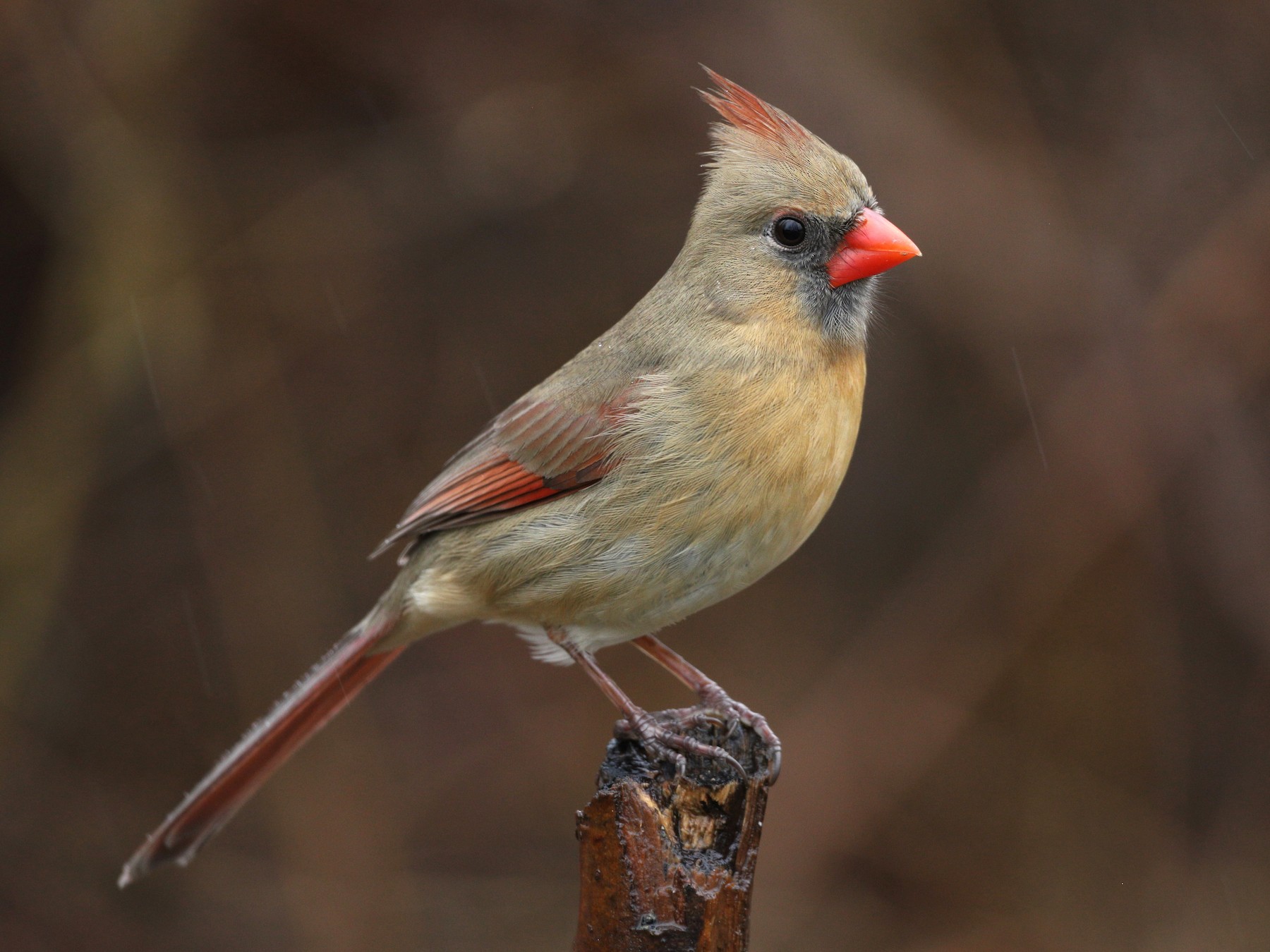 Bird Sounds and Calls of the Northern Cardinal