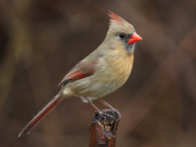 Female - Northern Cardinal - 