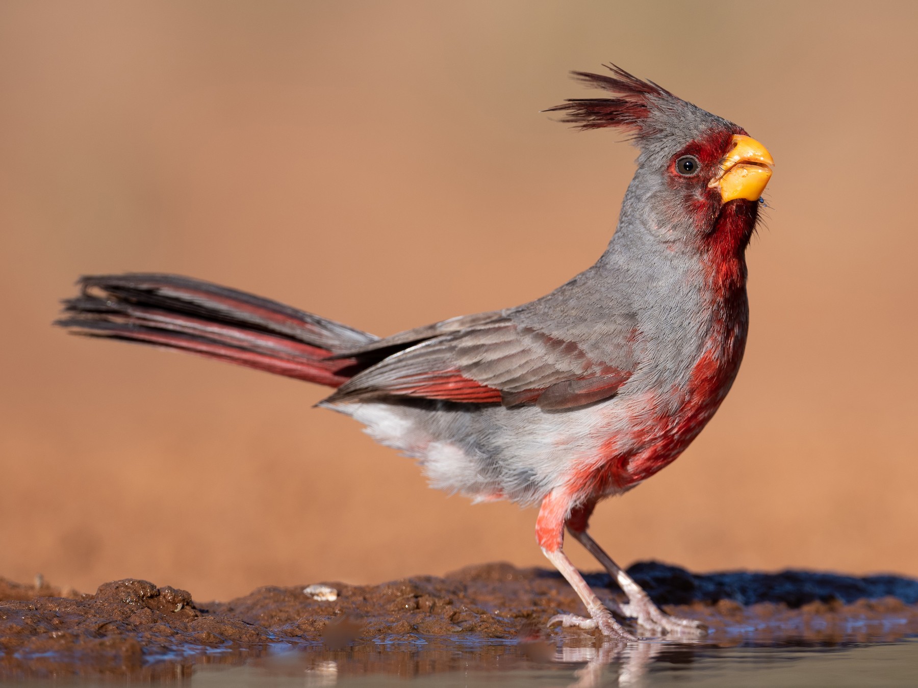 Серый кардинал птица. Pyrrhuloxia. Pyrrhuloxia Bird.