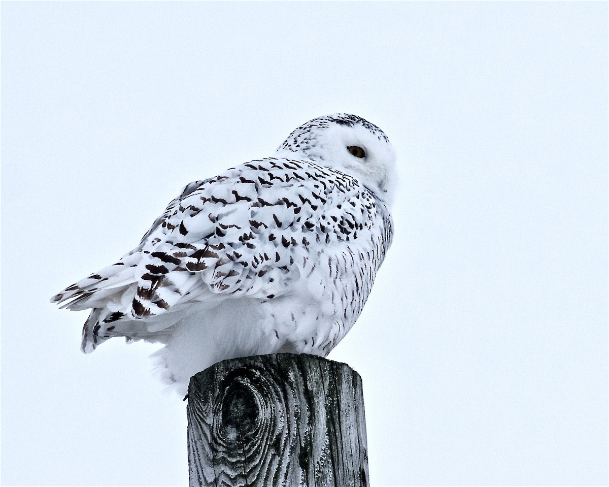 Snowy Owl - Jack & Holly Bartholmai
