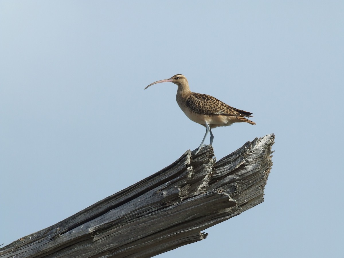 Bristle-thighed Curlew - ML297091491