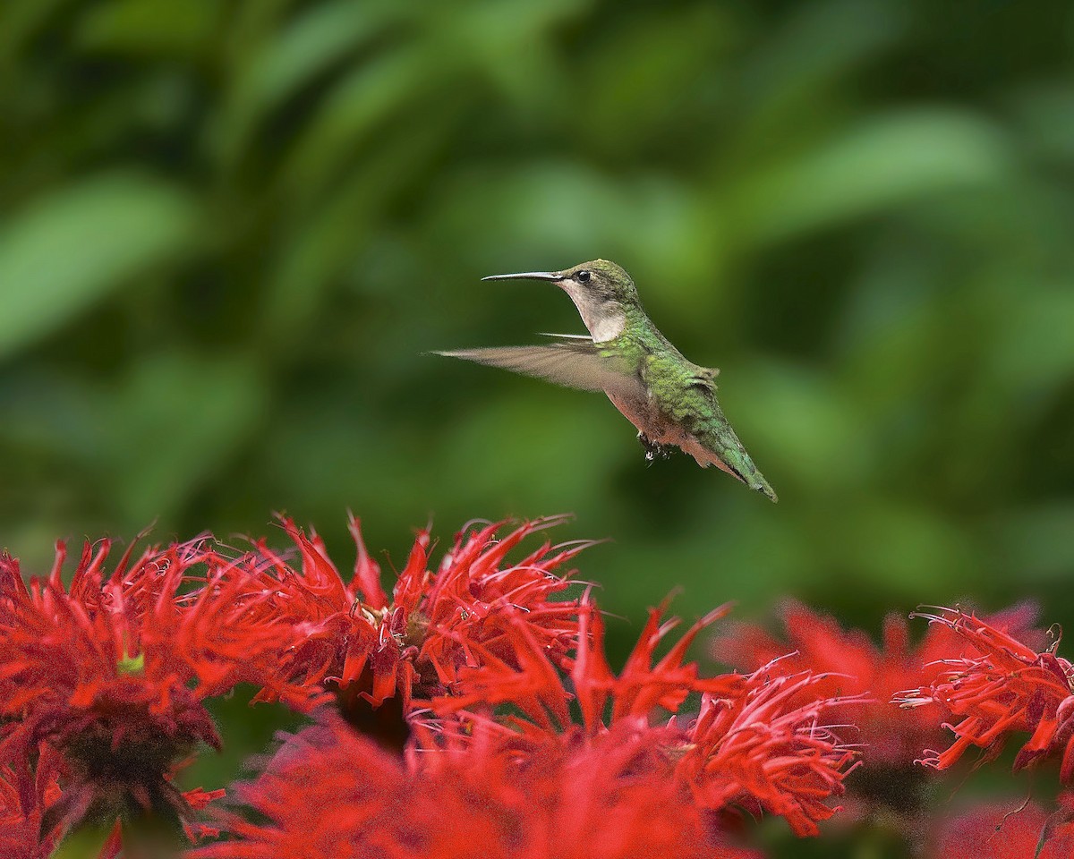 Ruby-throated Hummingbird - ML29709251