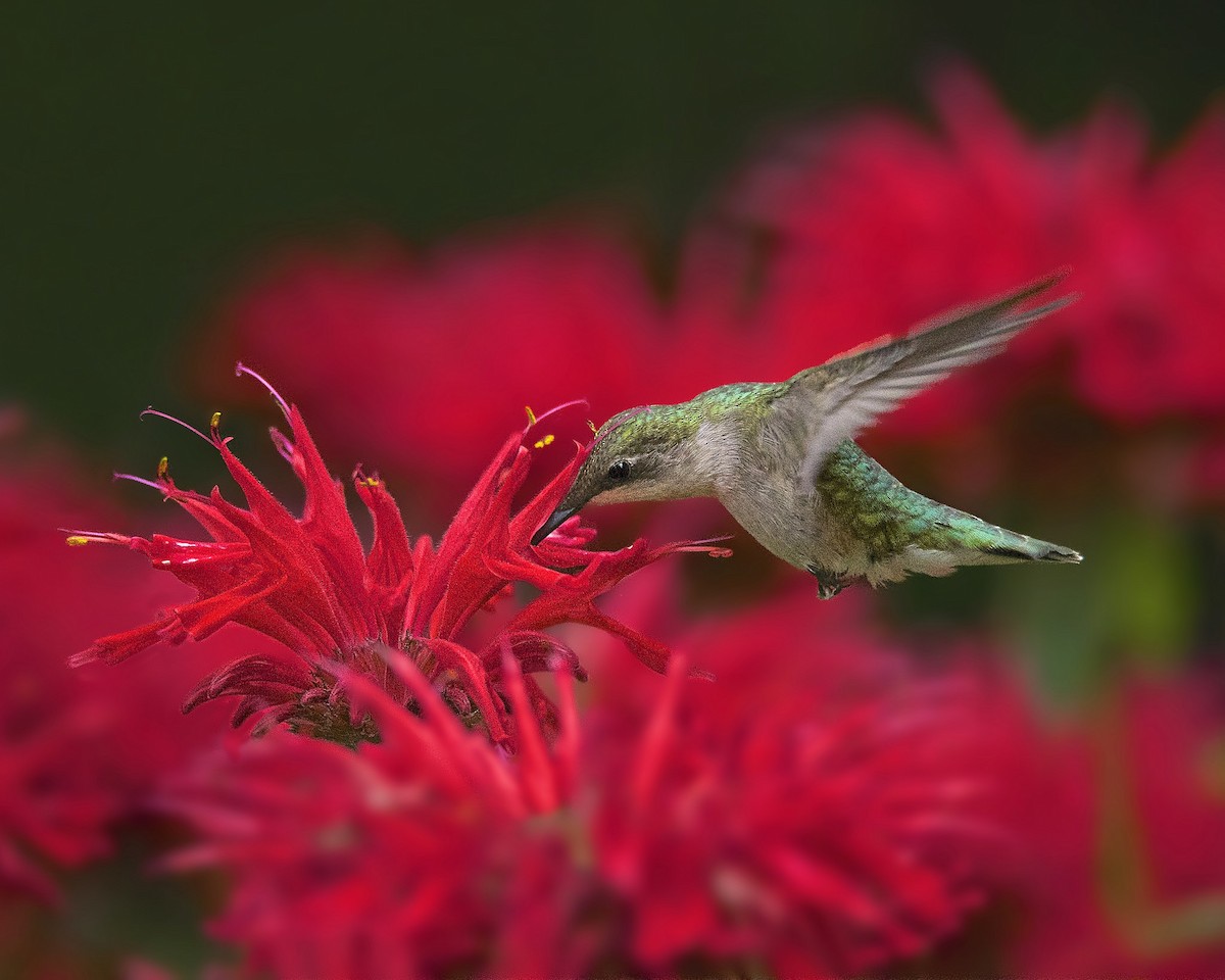 Ruby-throated Hummingbird - ML29709261