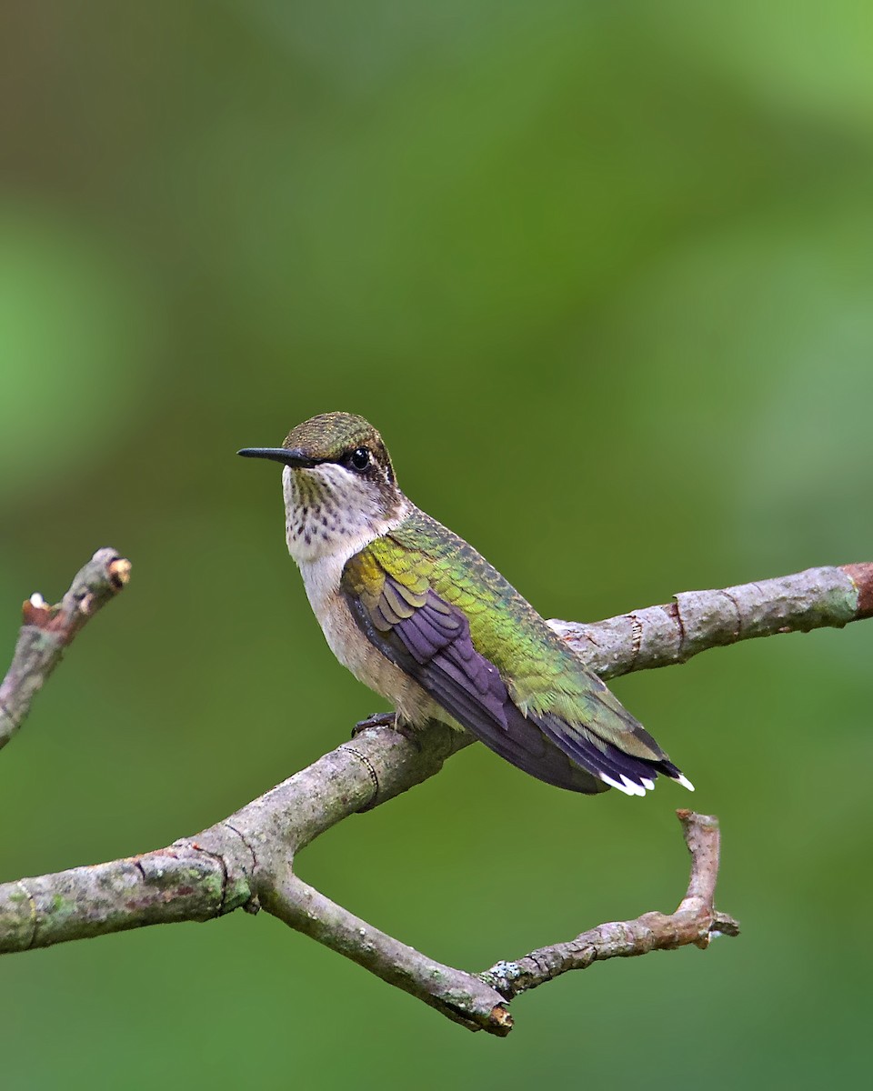 Ruby-throated Hummingbird - Warren Lynn
