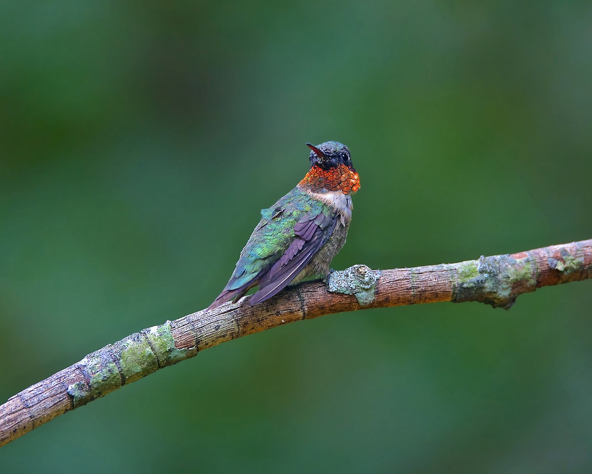 Ruby-throated Hummingbird - ML29709311