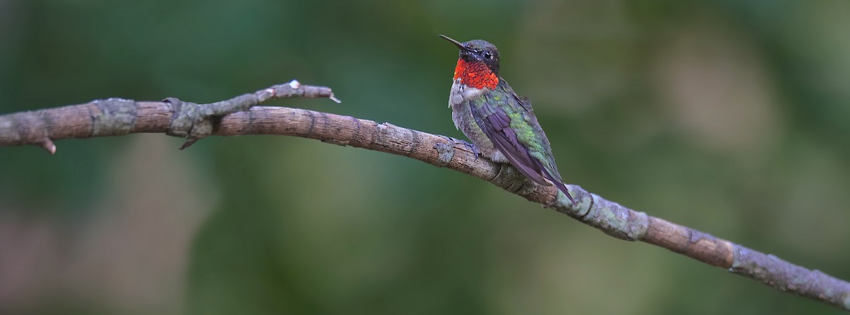 Ruby-throated Hummingbird - ML29709321