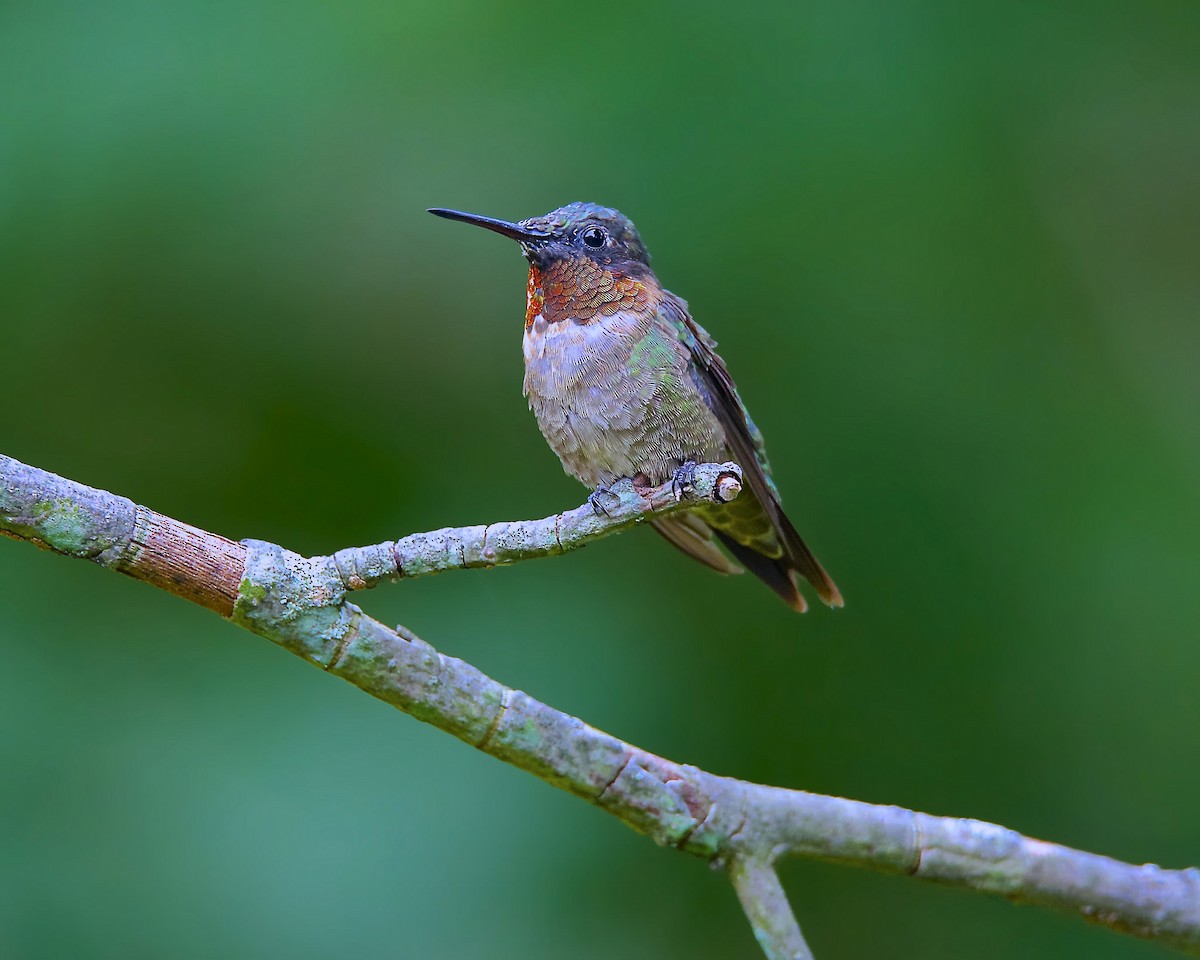 Ruby-throated Hummingbird - Warren Lynn