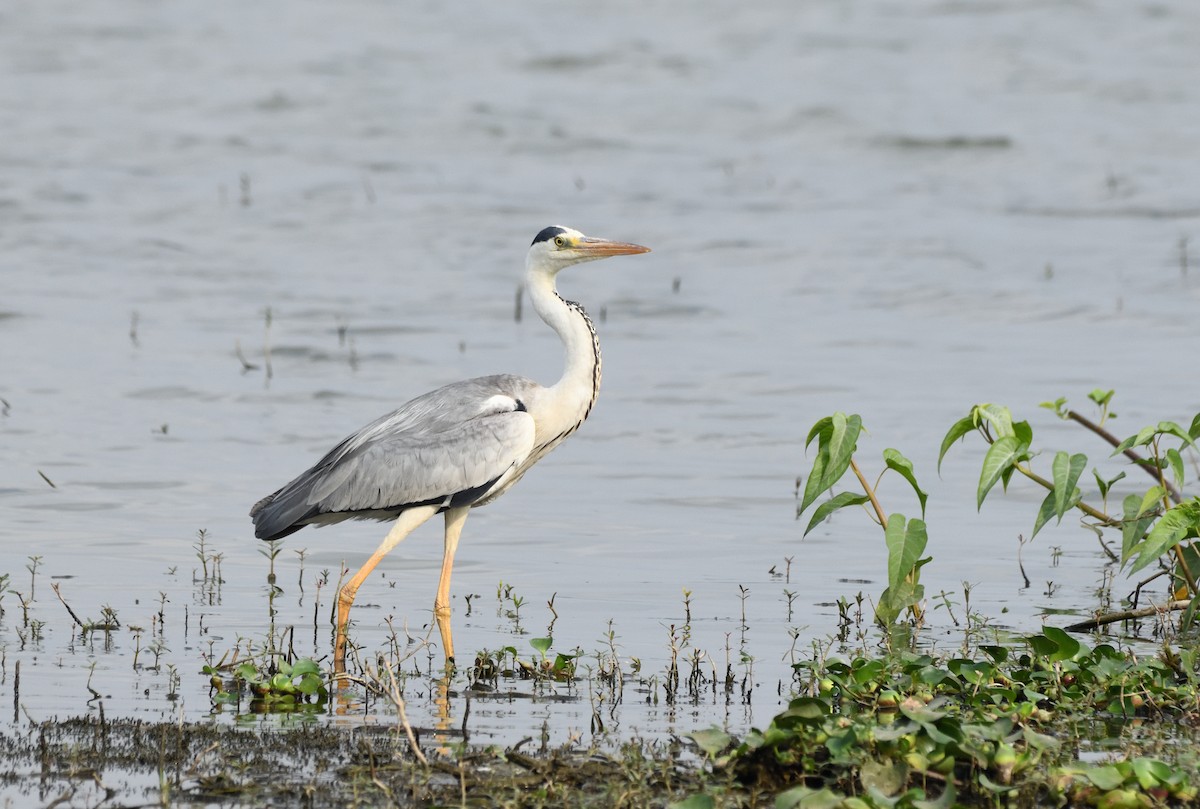 Gray Heron - Sathish Ramamoorthy