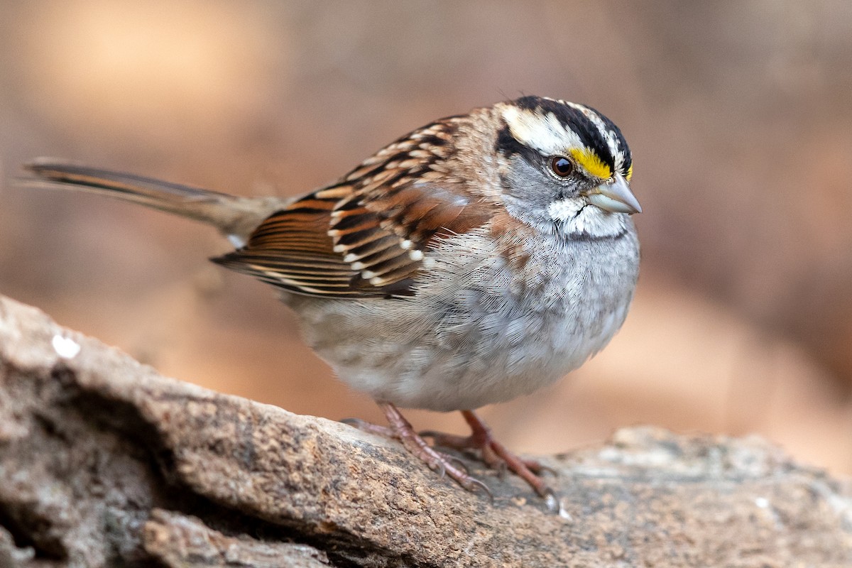 White-throated Sparrow - Brad Imhoff