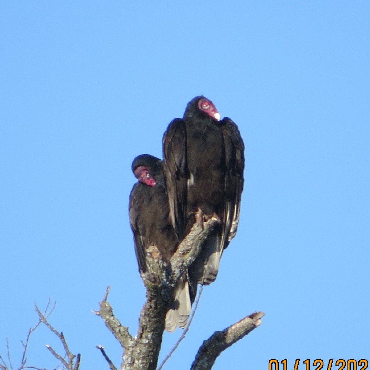 Turkey Vulture - JOHN KIRK
