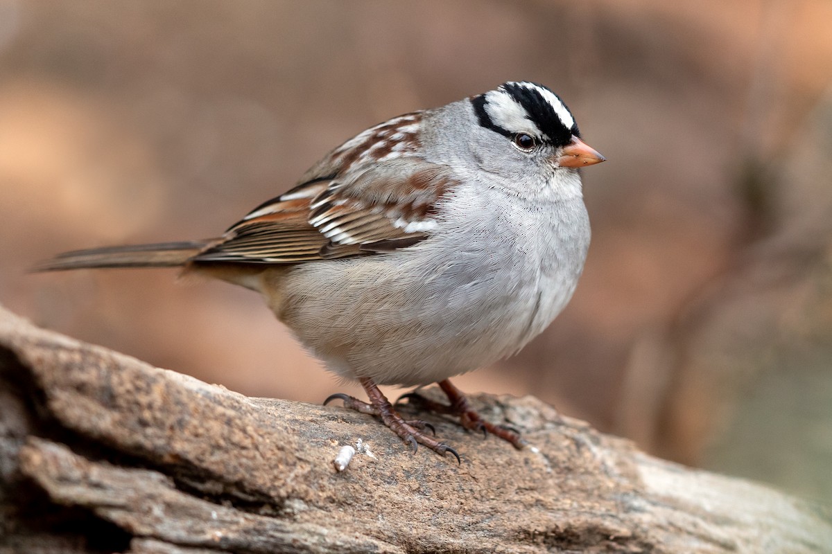 White-crowned Sparrow - ML297101141