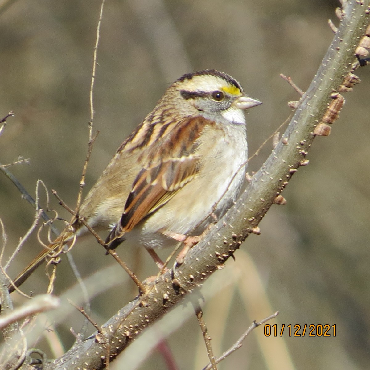 White-throated Sparrow - JOHN KIRK