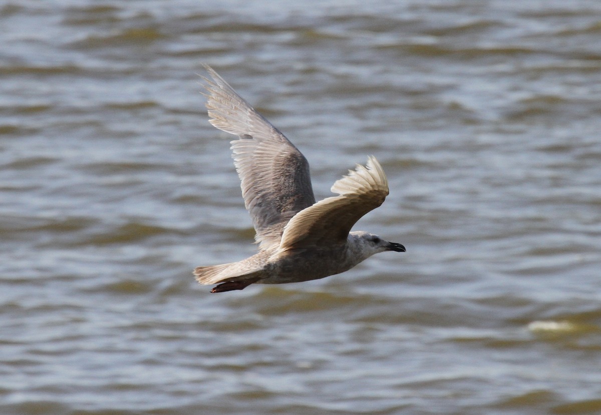 Glaucous-winged Gull - Greg Cook