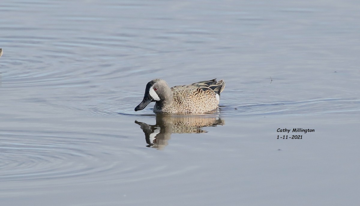 Blue-winged Teal - ML297108711