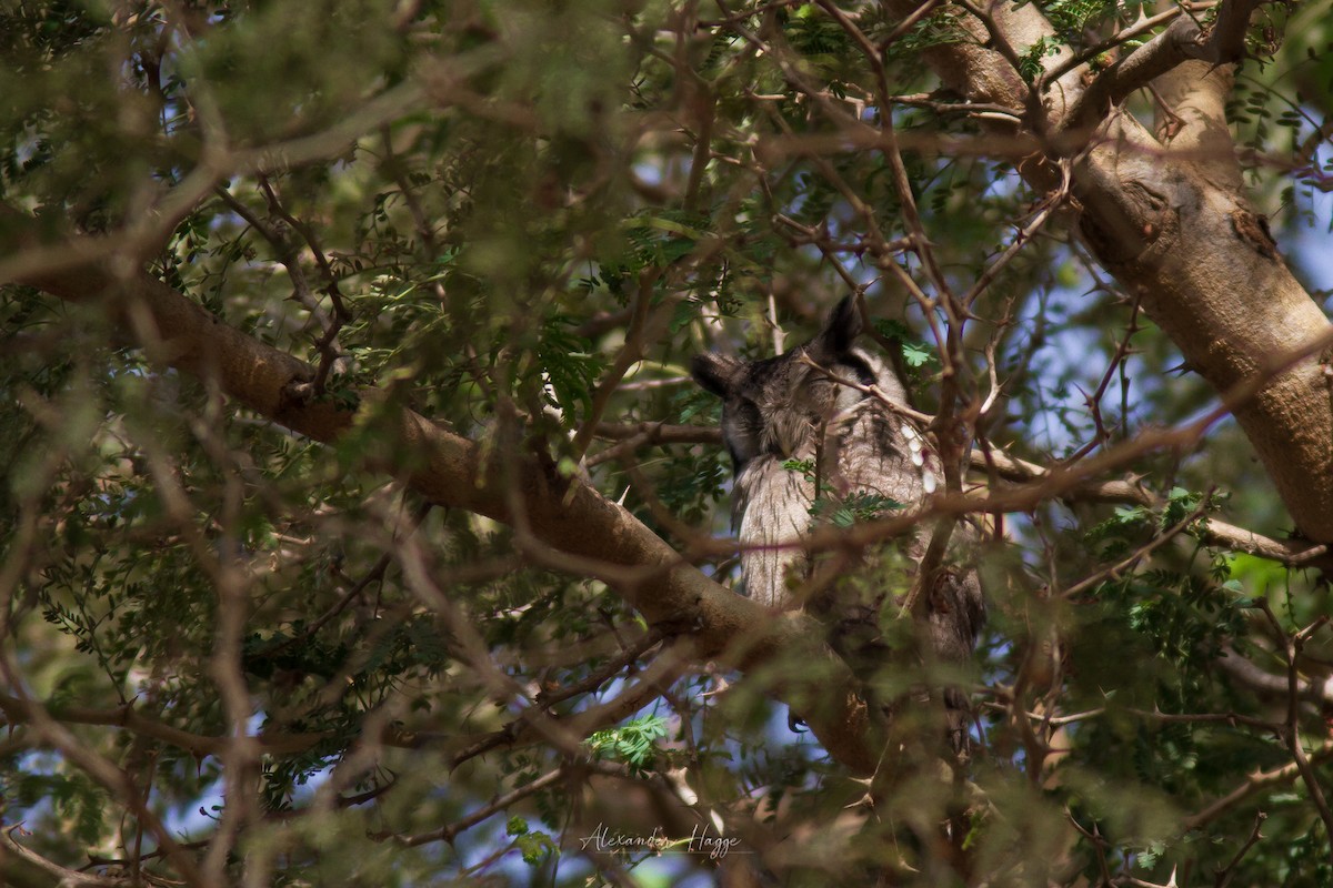 Northern White-faced Owl - ML297109791
