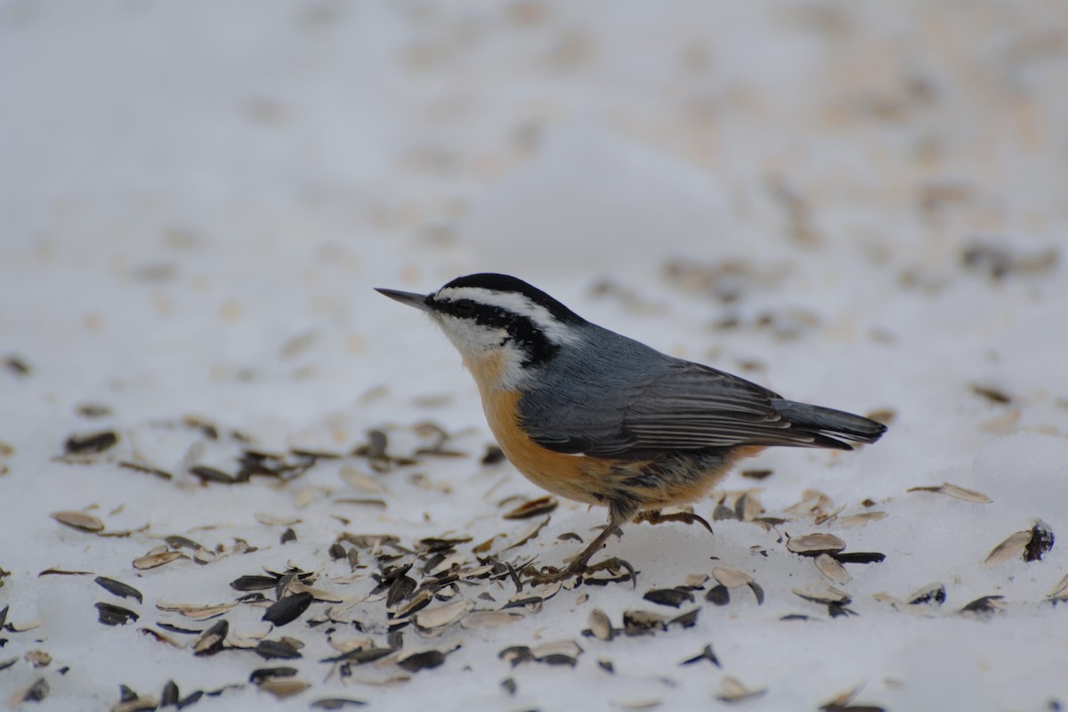 Red-breasted Nuthatch - ML297112461