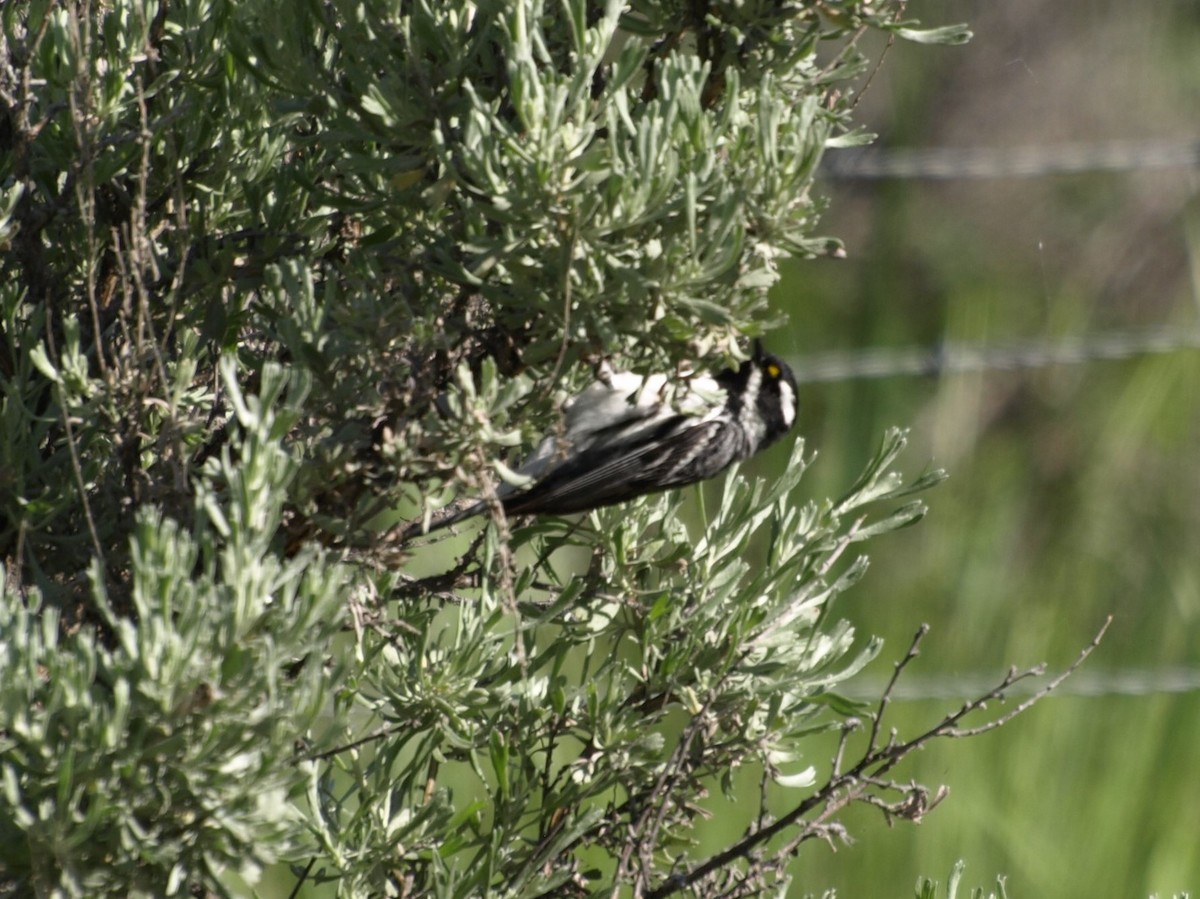 Black-throated Gray Warbler - ML29711361