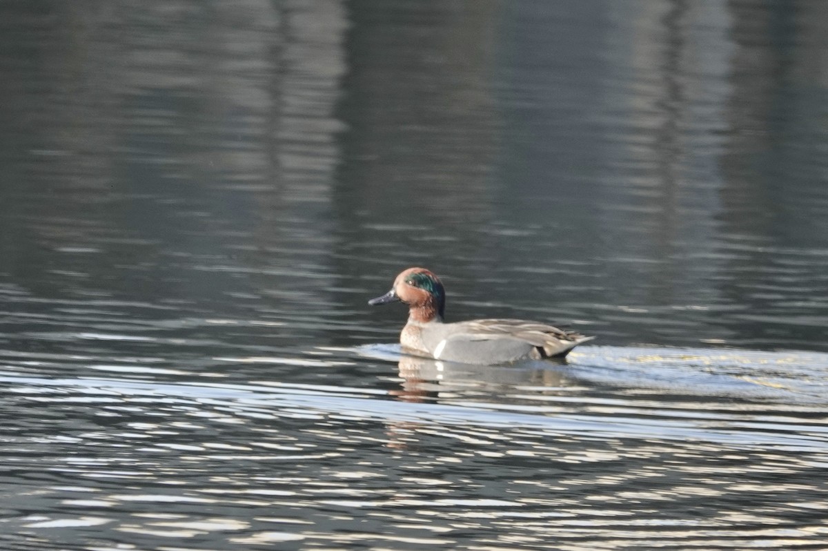 Green-winged Teal - ML297118781