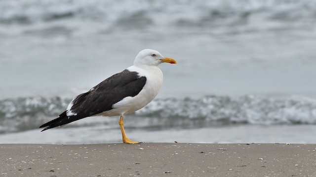 高品質！ニシセグロカモメ　Herring gull　頭骨