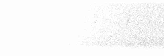 Белобородая горная нимфа - ML297121