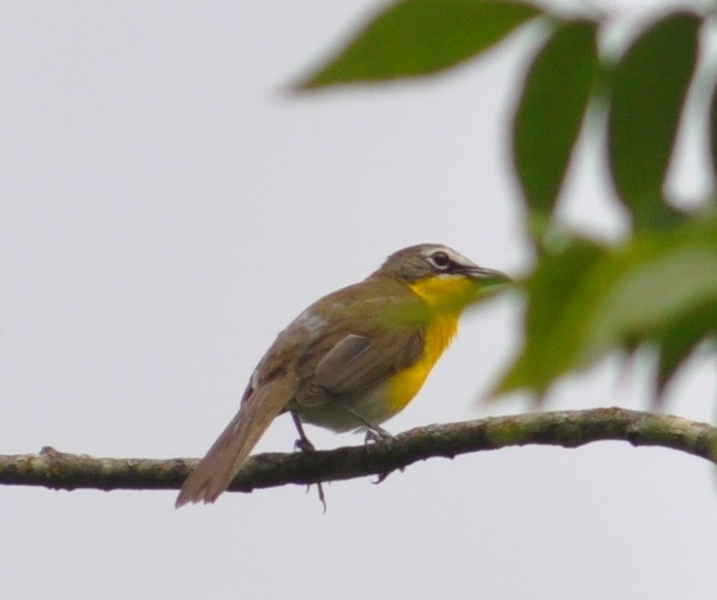Yellow-breasted Chat - M.K. McManus-Muldrow