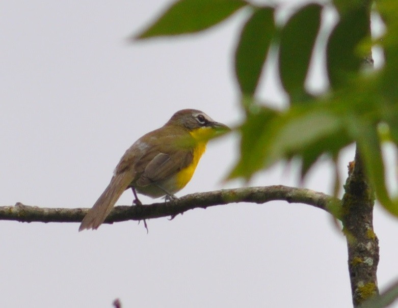 Yellow-breasted Chat - M.K. McManus-Muldrow