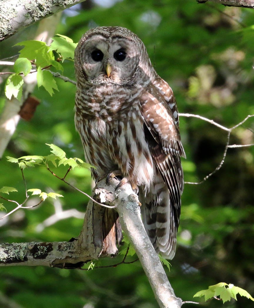 Barred Owl - ML29713011