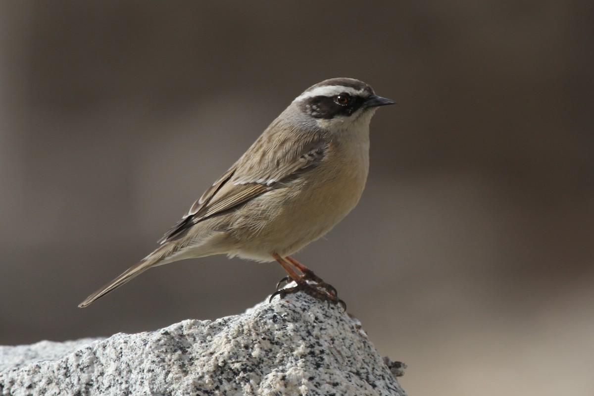 Brown Accentor - ML297132581