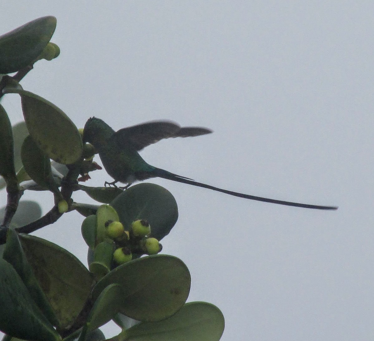 Long-tailed Sylph - ML297137671