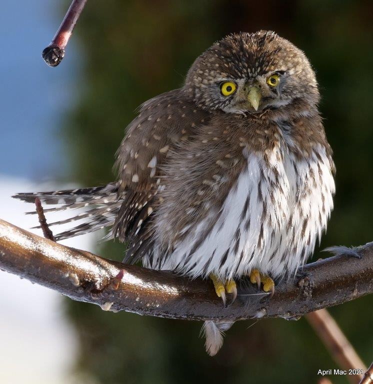Northern Pygmy-Owl - April MacLeod