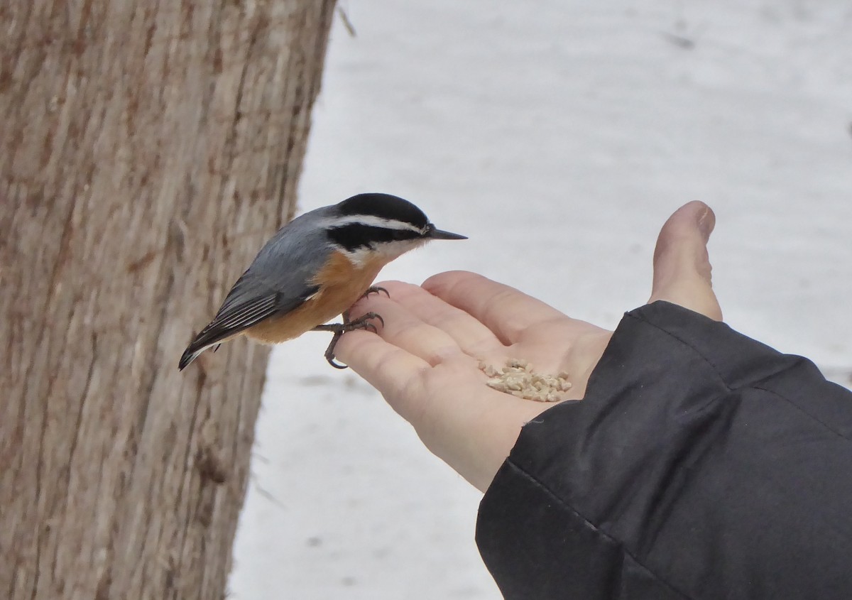 Red-breasted Nuthatch - ML297138721