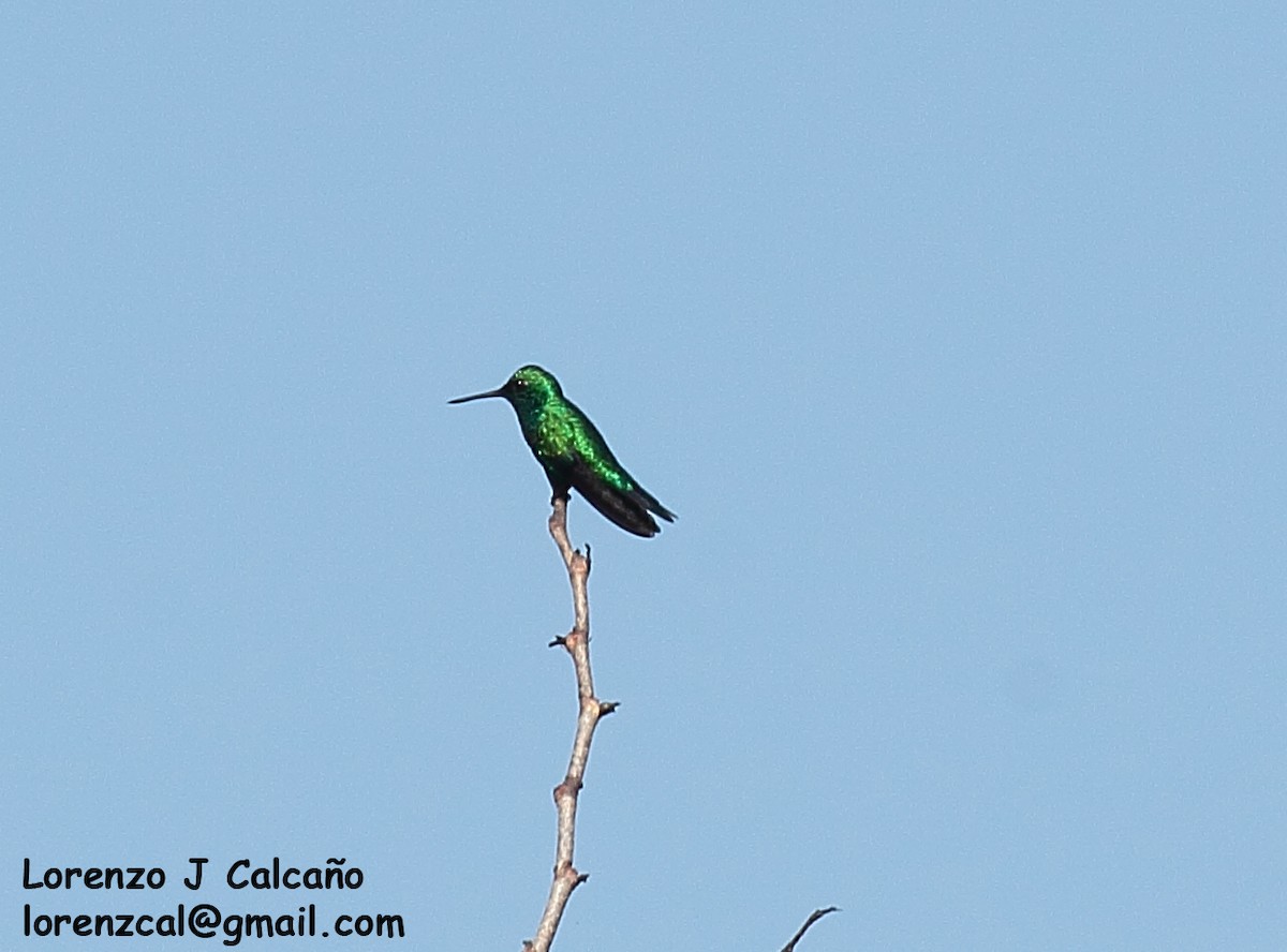 Blue-tailed Emerald - ML297139101