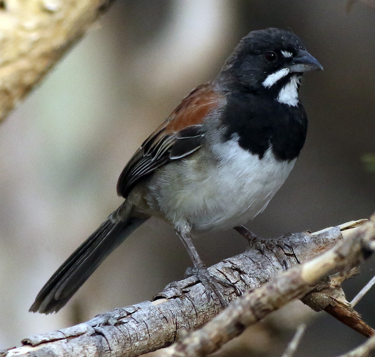 Black-chested Sparrow - ML29714751