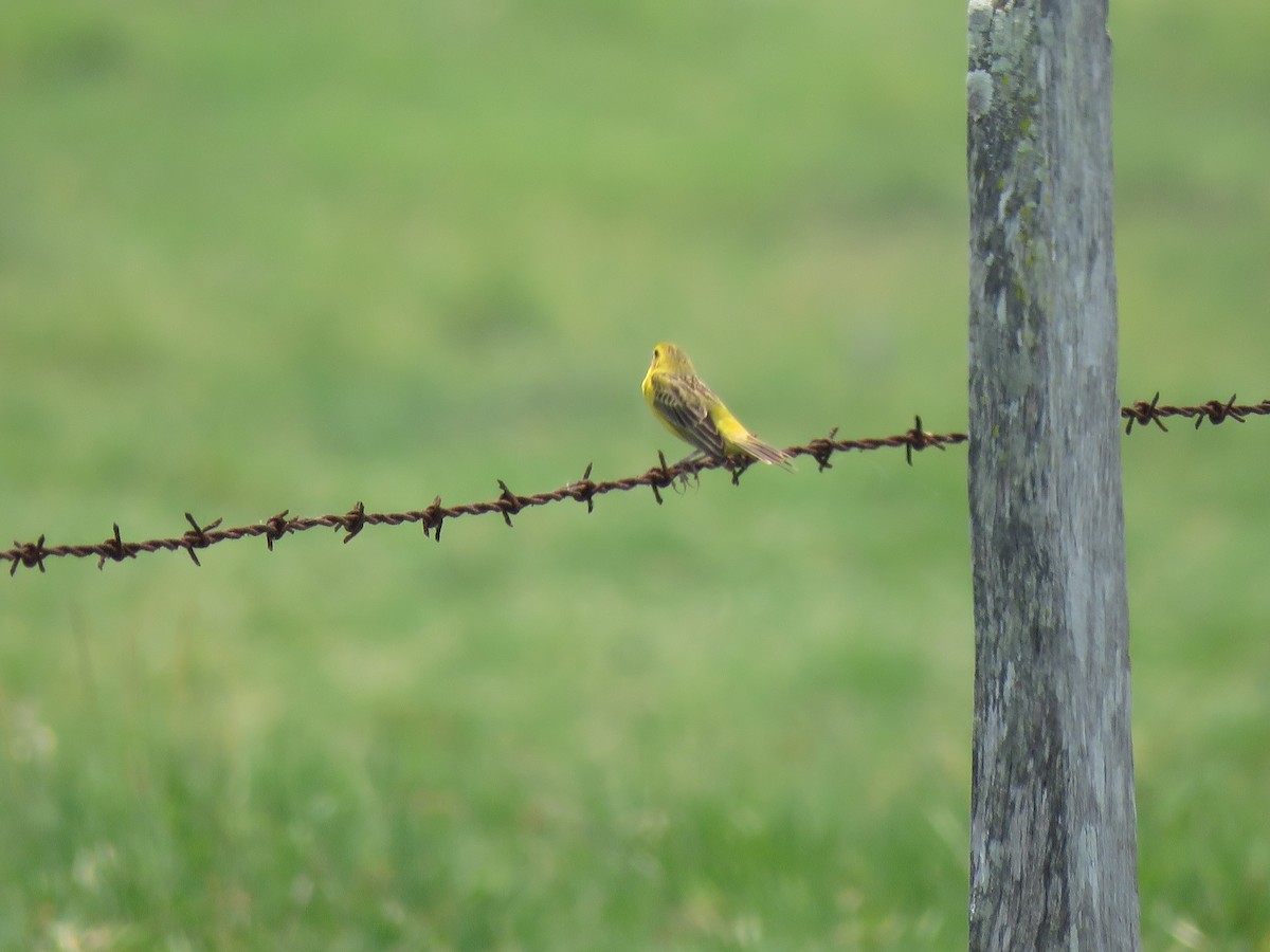 Grassland Yellow-Finch - Jan Hansen