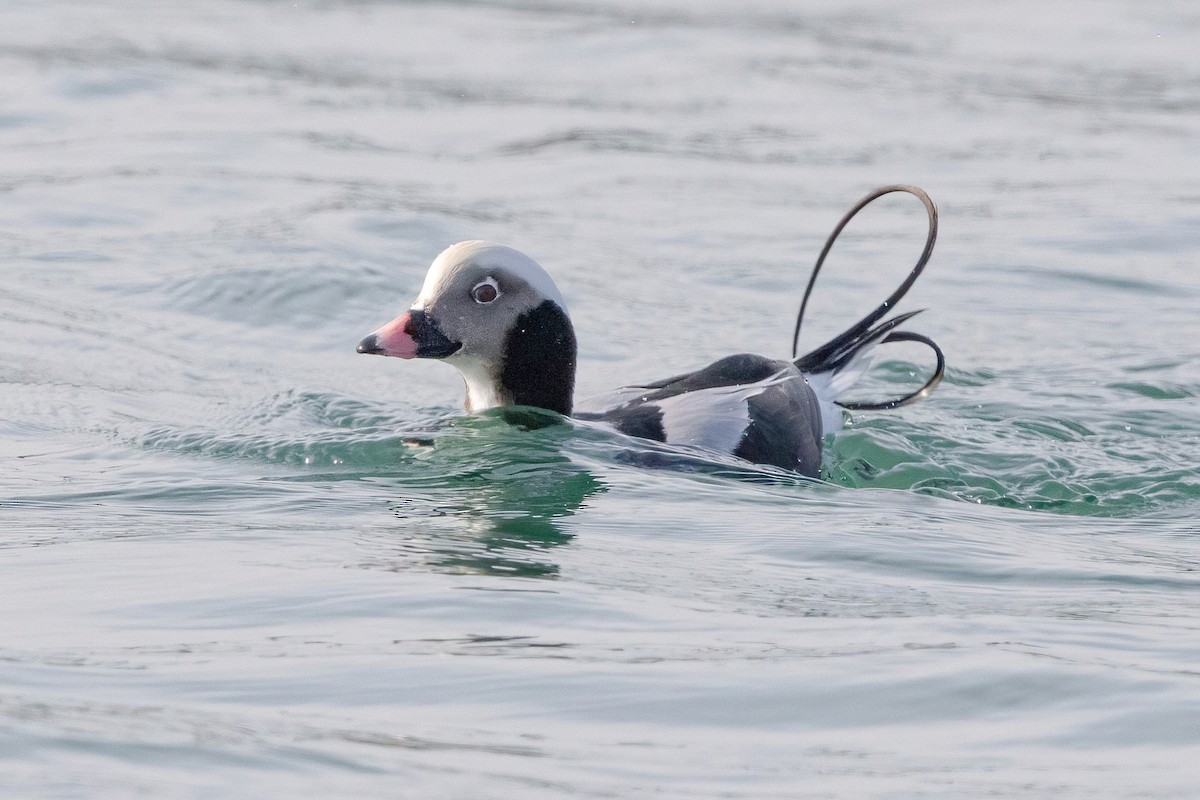Long-tailed Duck - ML297149821