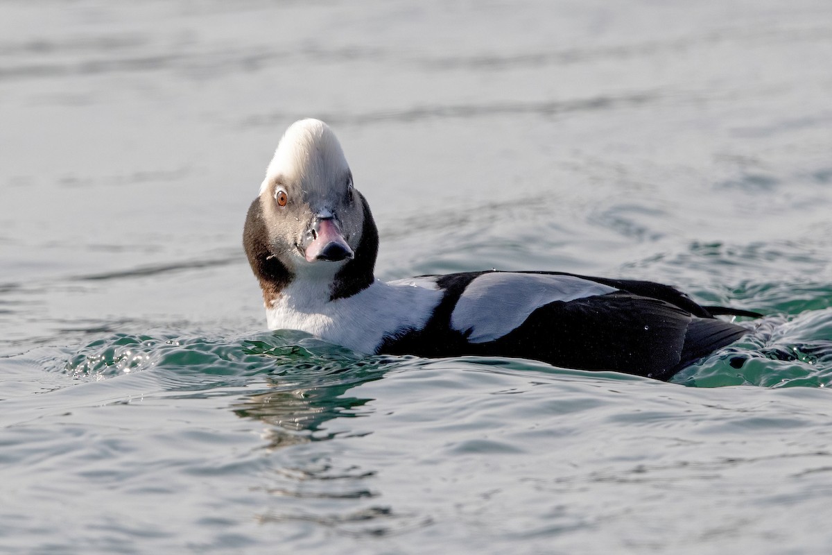 Long-tailed Duck - ML297149851