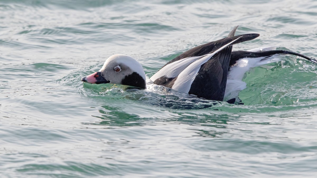 Long-tailed Duck - ML297149871