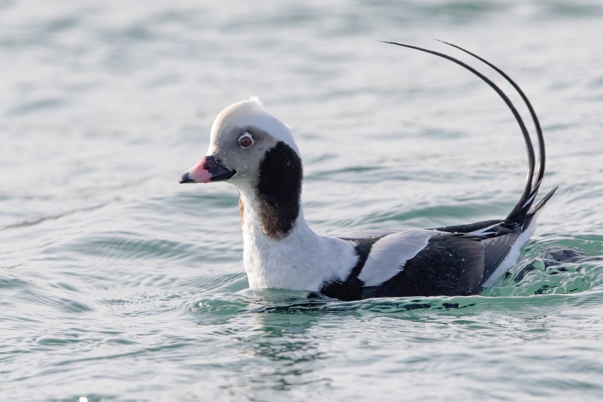 Long-tailed Duck - ML297149881