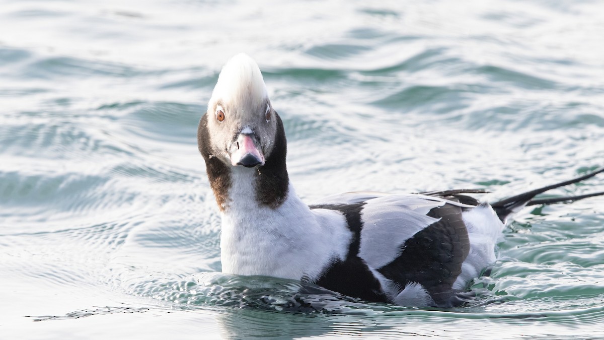Long-tailed Duck - ML297149901