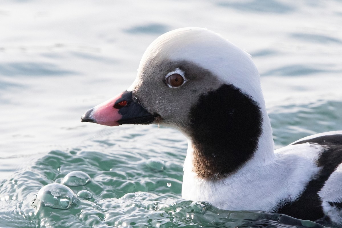 Long-tailed Duck - ML297149931