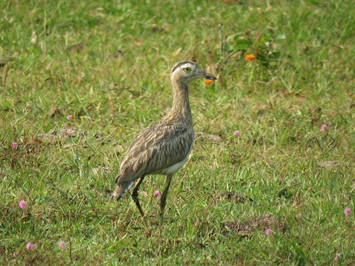 Double-striped Thick-knee - ML29715421