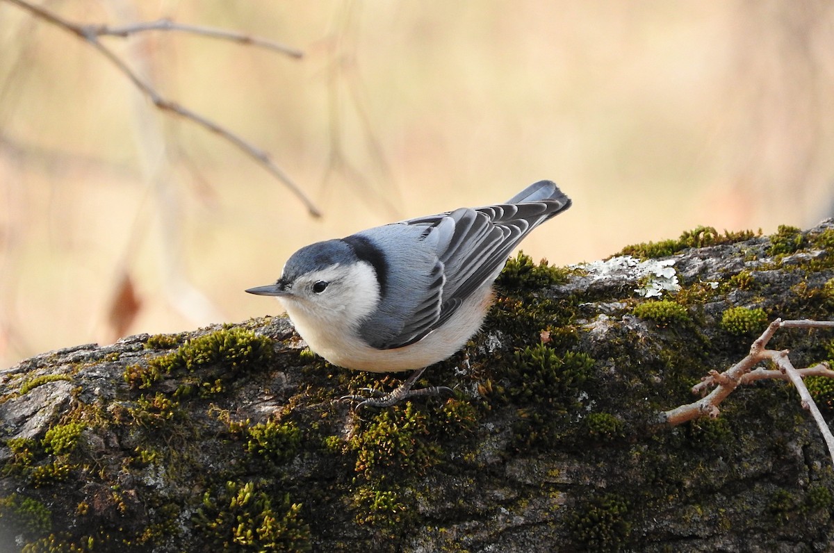 White-breasted Nuthatch - Cristina Hartshorn